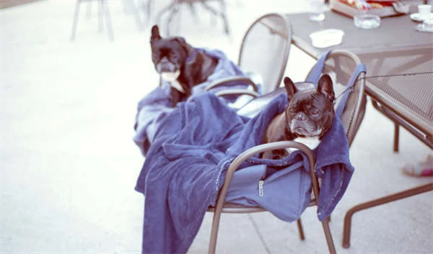 馬の応急処置キット｜プロが教える必須アイテム10選