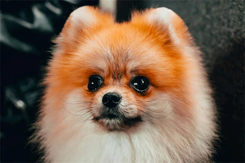 ペットの薬が高い理由5選|飼い主が知っておくべき薬代の真実
