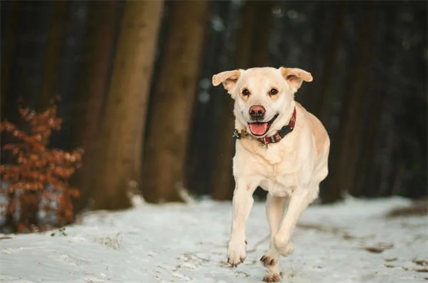 ペットの薬が高い理由5選｜飼い主が知っておくべき薬代の真実