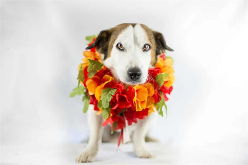 犬猫のドライマウス対策5選|ペットの口内乾燥を改善する方法