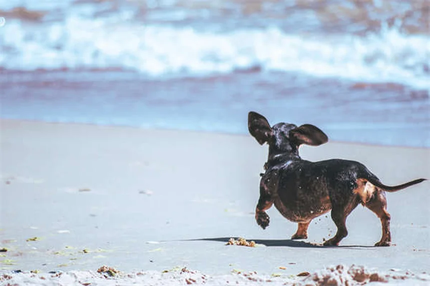 犬猫のドライマウス対策5選｜ペットの口内乾燥を改善する方法
