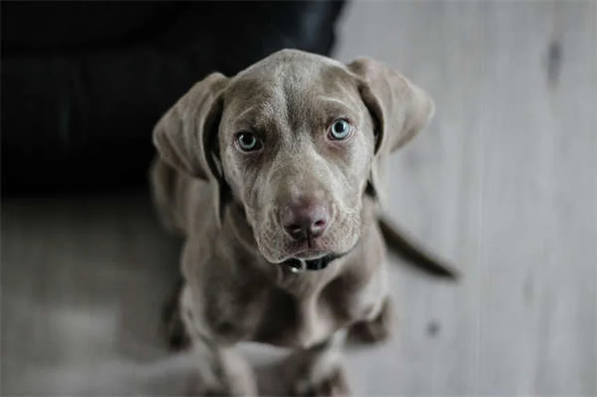 犬猫のドライマウス対策5選｜ペットの口内乾燥を改善する方法