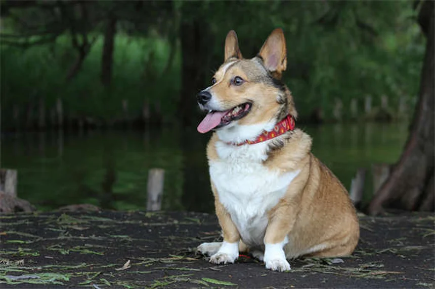 犬猫のドライマウス対策5選｜ペットの口内乾燥を改善する方法