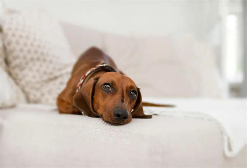 犬のしつけで褒めるべき行動7選|問題行動が減る魔法の褒め方テク