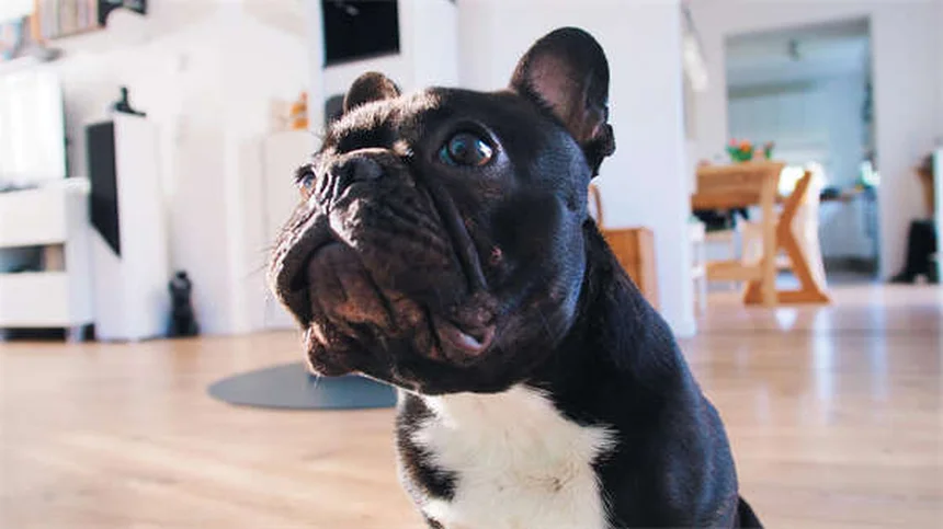 犬のしつけで褒めるべき行動7選｜問題行動が減る魔法の褒め方テク