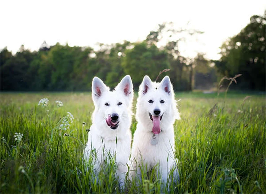 犬のしつけで褒めるべき行動7選｜問題行動が減る魔法の褒め方テク