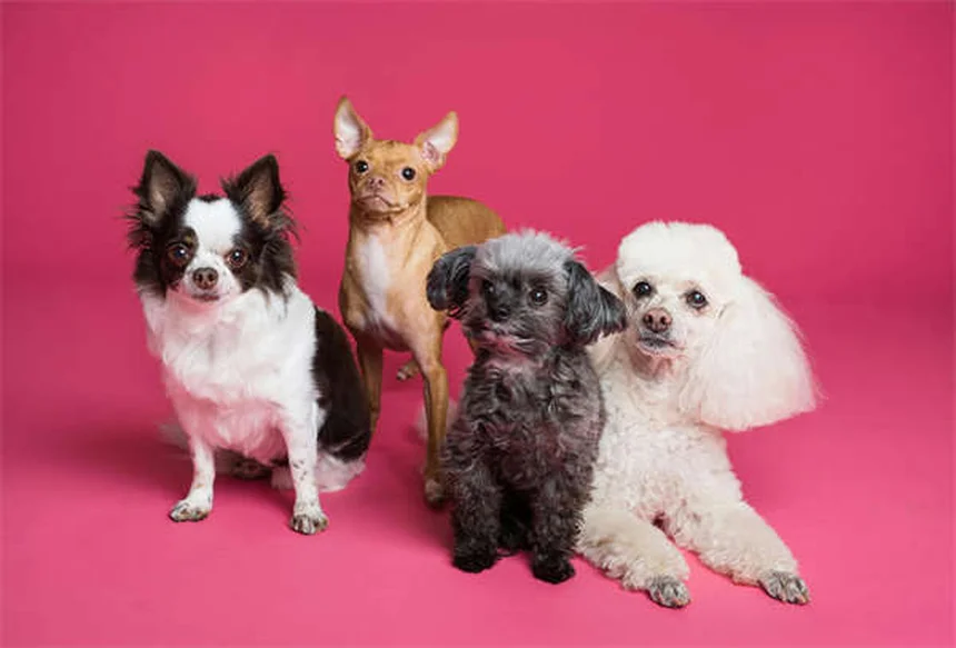 犬の肺挫傷とは？症状から治療法まで徹底解説【獣医師監修】