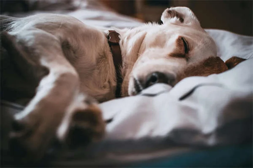 犬の肺挫傷とは？症状から治療法まで徹底解説【獣医師監修】