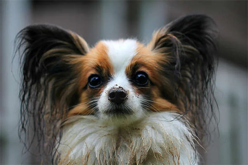 犬の肺挫傷とは？症状から治療法まで徹底解説【獣医師監修】