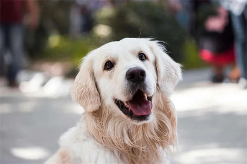 犬のライム病とは？症状と治療法を徹底解説