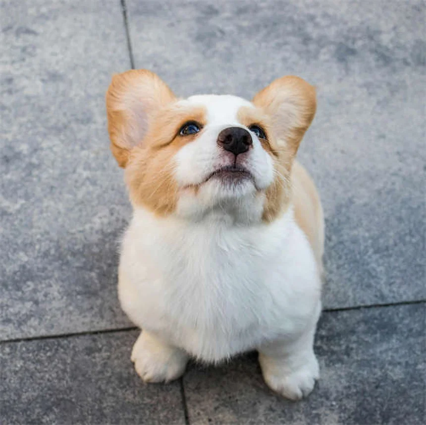 犬のライム病とは？症状と治療法を徹底解説