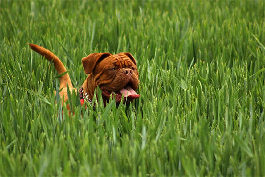 犬の下痢にイモディウムは安全？獣医師が教える正しい使い方