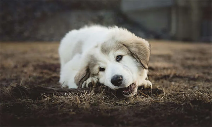 犬の下痢にイモディウムは安全？獣医師が教える正しい使い方