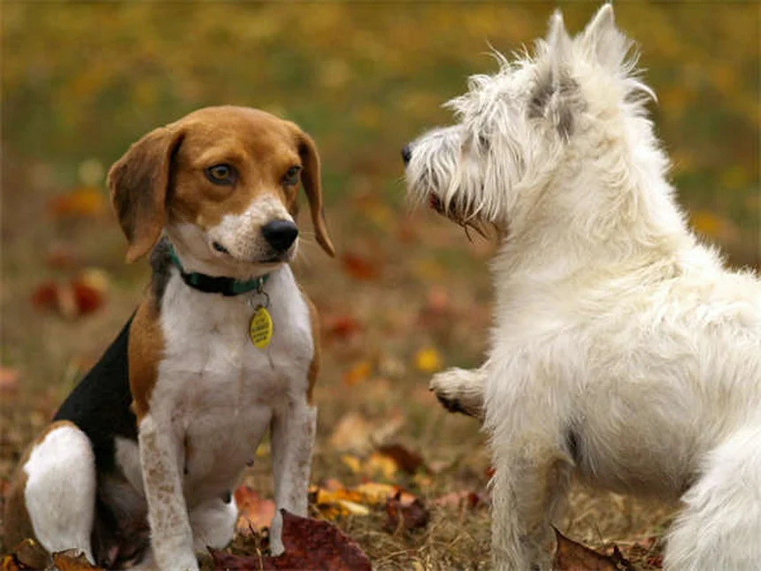 犬のフィラリア＆ノミ予防薬おすすめ3選！獣医師が教える選び方のコツ