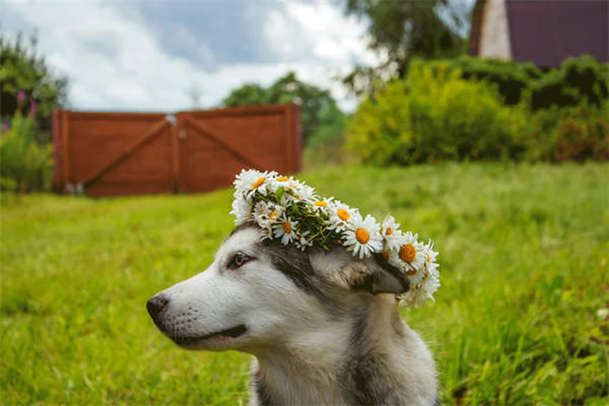 犬のフィラリア＆ノミ予防薬おすすめ3選！獣医師が教える選び方のコツ