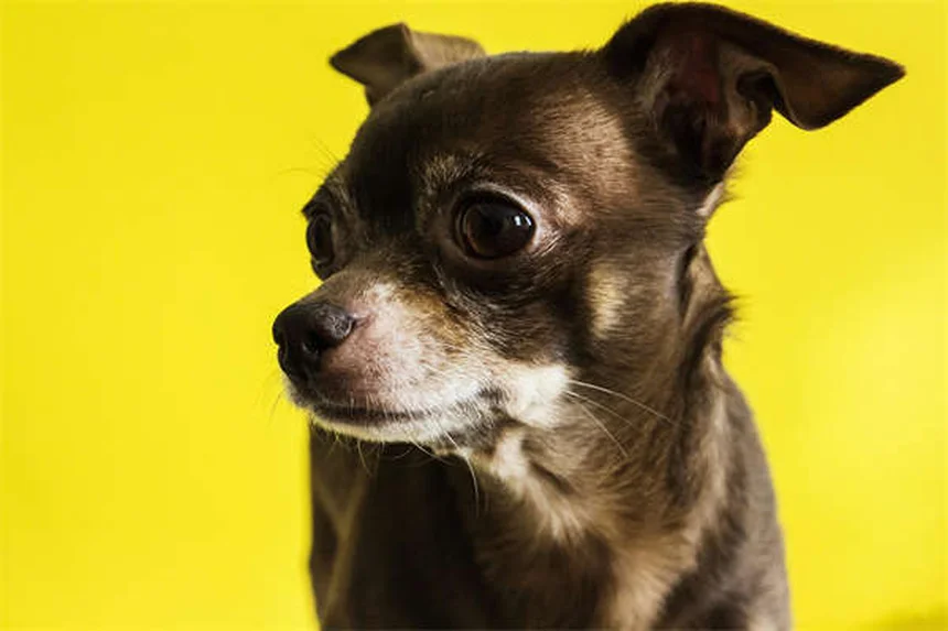 ペットの嫉妬行動9選！愛犬・愛猫のやきもちサインと対処法