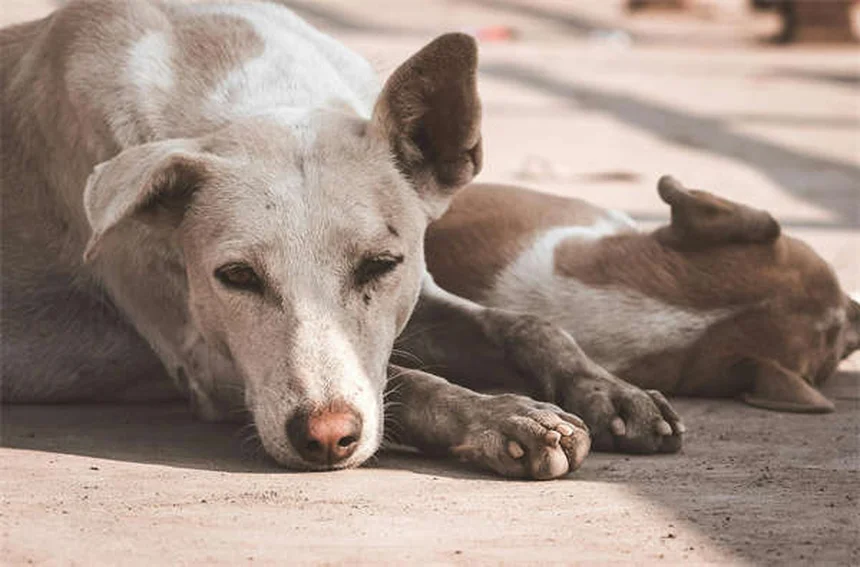 犬の散歩で絶対に知っておきたい5つのNG行動