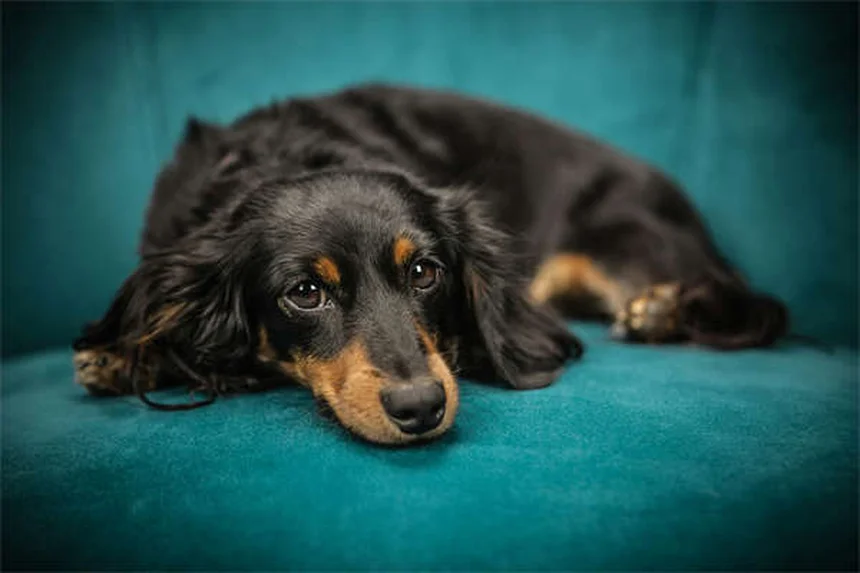 犬の散歩で絶対に知っておきたい5つのNG行動