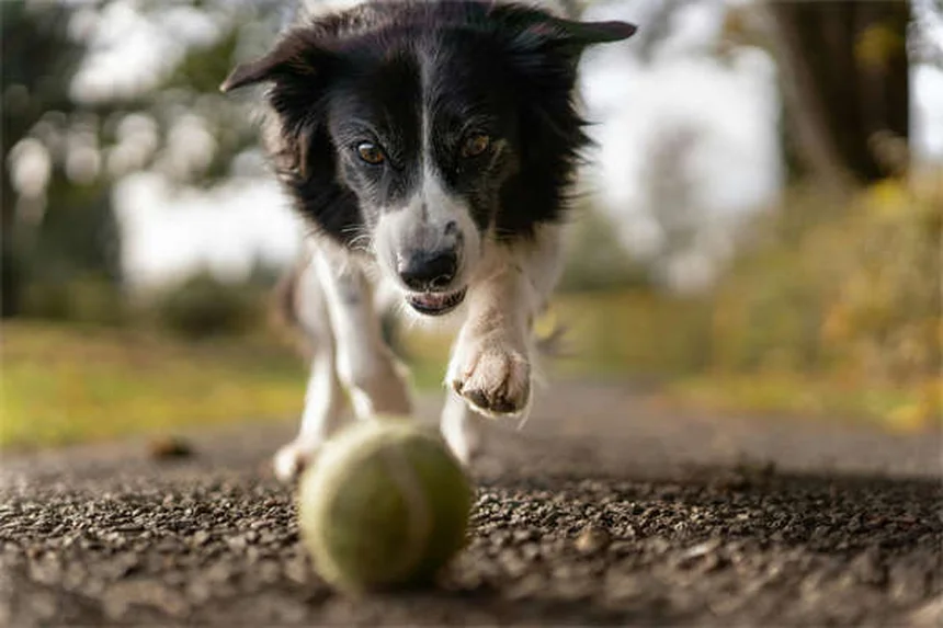 シニア犬でもできる！老犬のトレーニング成功のコツ5選