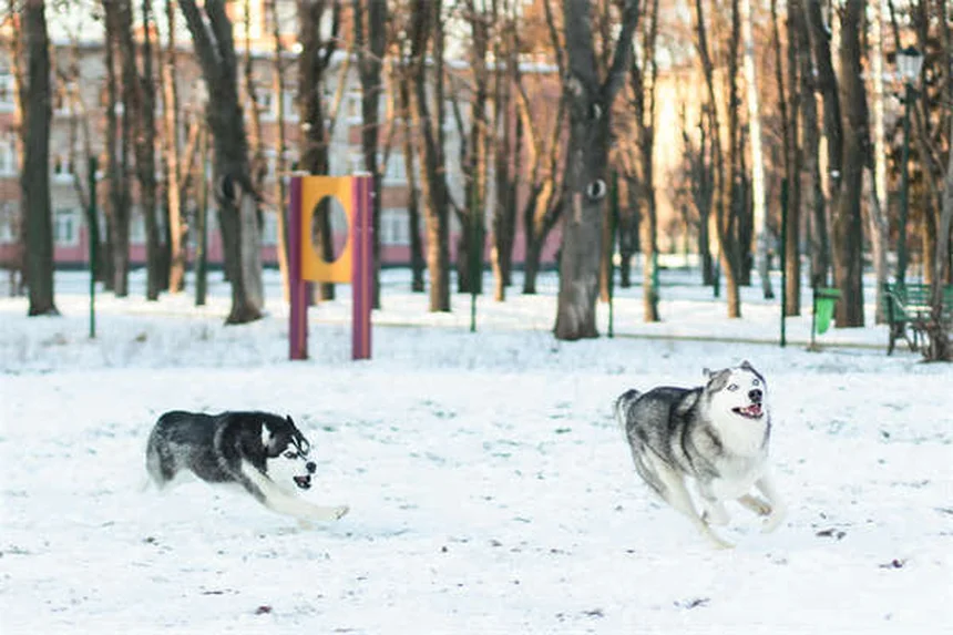 シニア犬でもできる！老犬のトレーニング成功のコツ5選